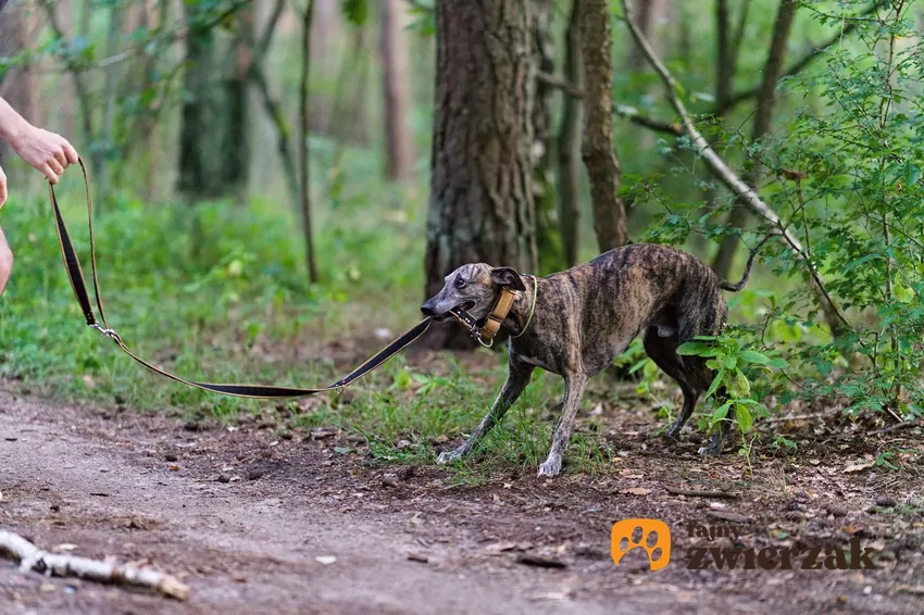 Niektóre psy łapią smycz w zęby i nie chcą iść dalej Pies ciągnie smycz na leśnej ścieżce