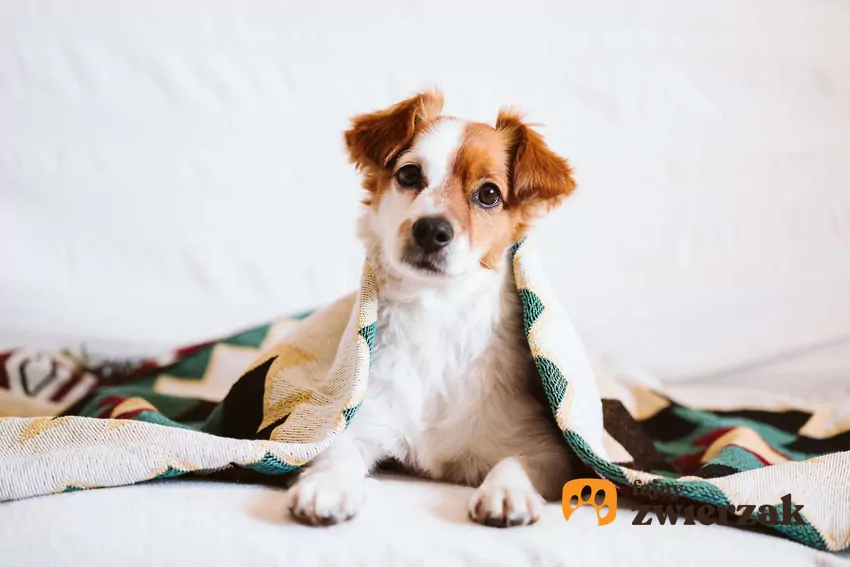 Pies leży pod kocem