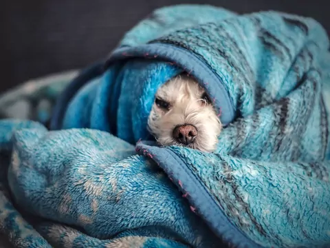 Dlaczego pies drzemie z nosem pod kocem?