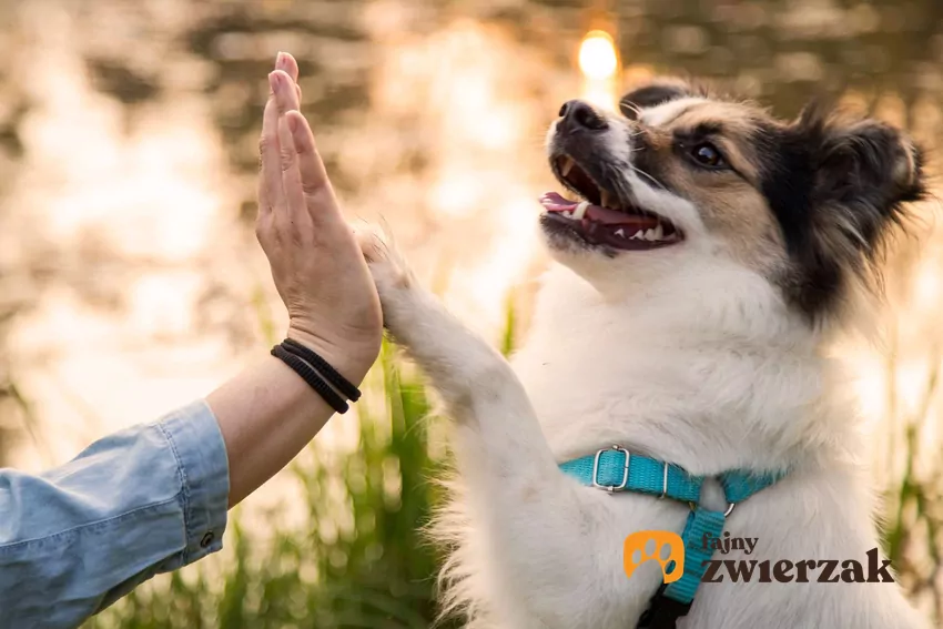 Pies kładzie łapę na człowieku w różnych okolicznościach Pies podaje łąpę