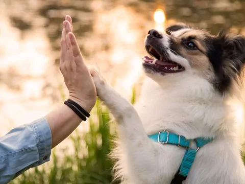 Dlaczego pies kładzie łapę na opiekunie?