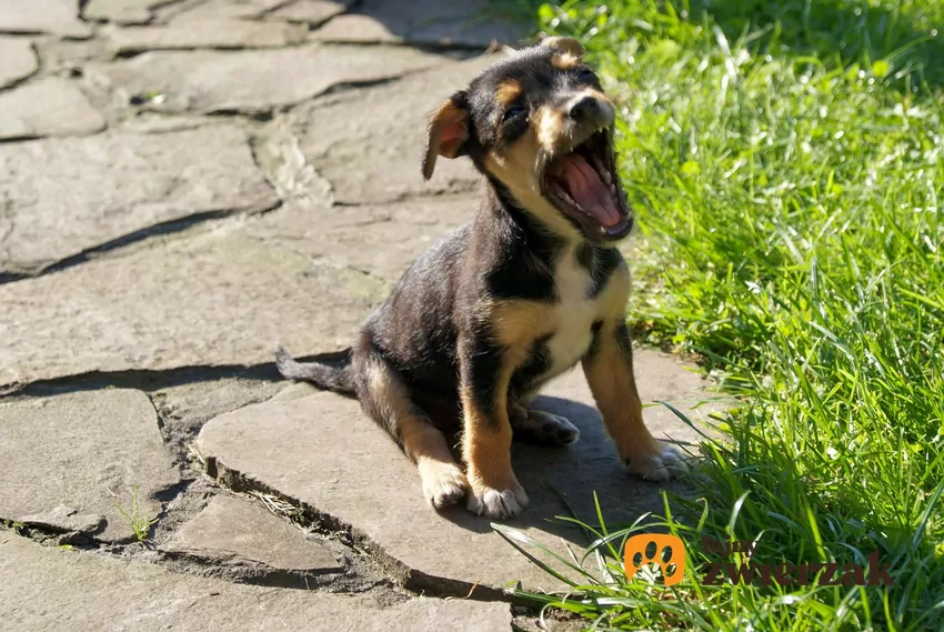Mały piesek siedzi na trawie i ziewa