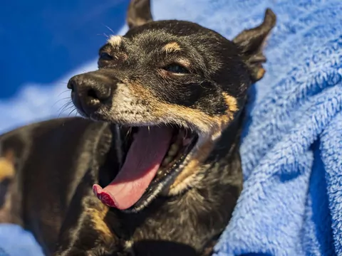 Dlaczego pies ziewa zanim wejdziesz do weterynarza?