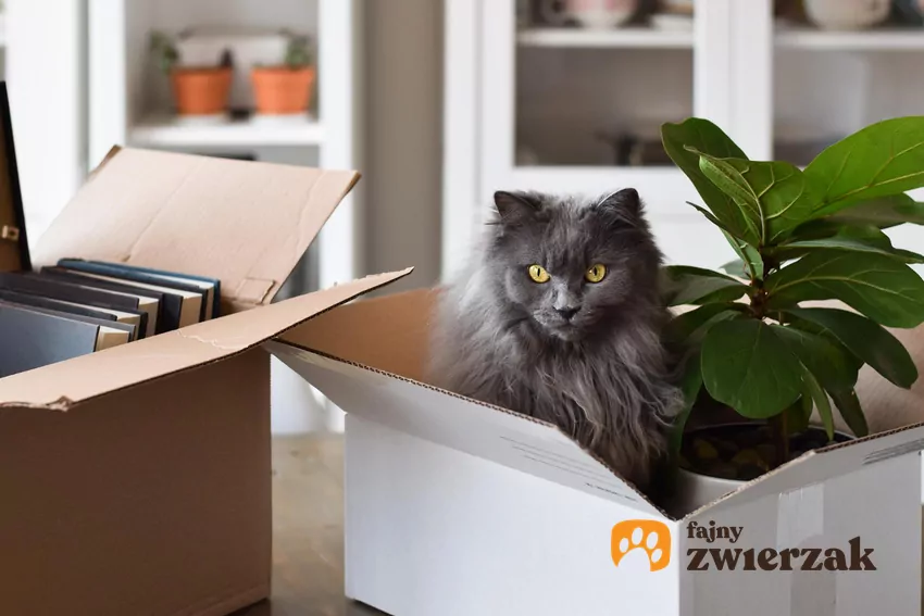 Kot w kartonie