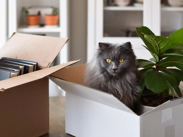 Przeprowadzka z kotem