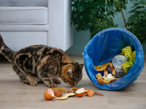 Dlaczego kot przewraca kosz na śmieci?