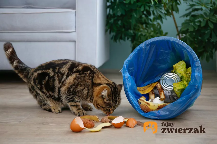 Kot obok przewrócoego kosza na śmieci