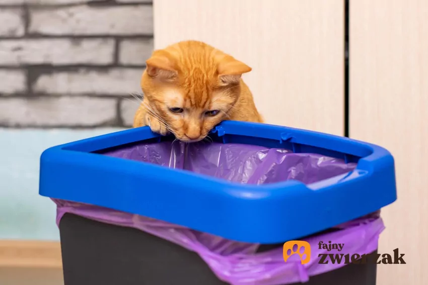 Kot znudzony może zaglądać do śmietnika dla rozrywki Kot zagląda do kosza na śmieci