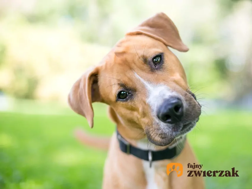 Wyniki badań sugerują, że psy nie tylko reagują na ton głosu czy gesty, ale mają realną zdolność do rozpoznawania ludzkich słów i kojarzenia ich z obiektami Pyszczek psa