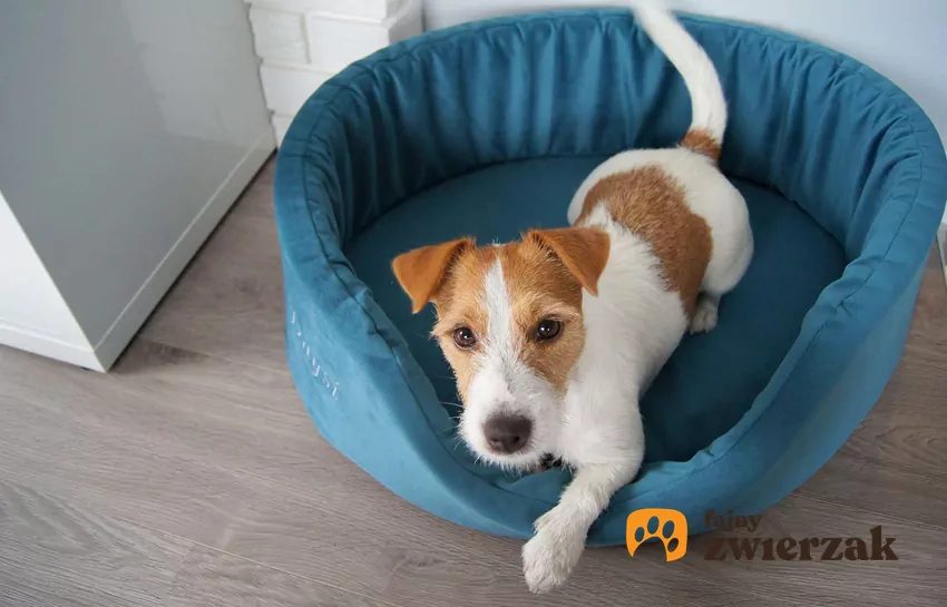 Psie legowisko powinno pachnieć jego domem Pies wychodzi z niebieskiego legowiska