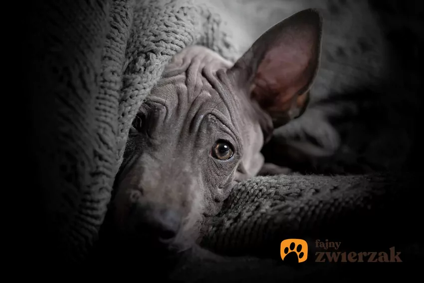 Niektóre psy nie chcą leżeć na nowym legowisku bo nie czują się tam bezpiecznie Szczeniak przykryty kocem leży na legowisku