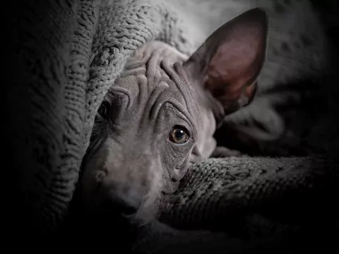 Dlaczego pies nie chce spać w nowym legowisku?