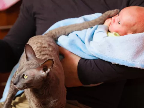 Zwierzę a pojawienie się dziecka