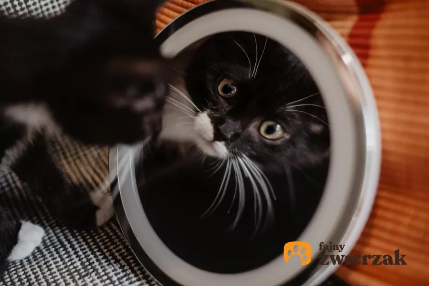 Niektóre mruczki wyjątkowo żywo reagują na swoje odbicie. Zamierają, albo przeciwnie, próbują odstraszyć przeciwnika miaucząc i wyginając ciało Kot patrzy w lustro