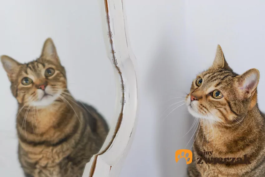 Koty to drapieżniki, a więc ich wzrok bardzo mocno reaguje na ruch. Nic zatem dziwnego, że odbicie w lustrze przyciąga ich uwagę Kot i jego odbicie w lustrze