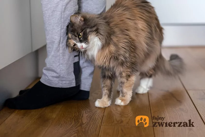 Kot ociera się o nogi