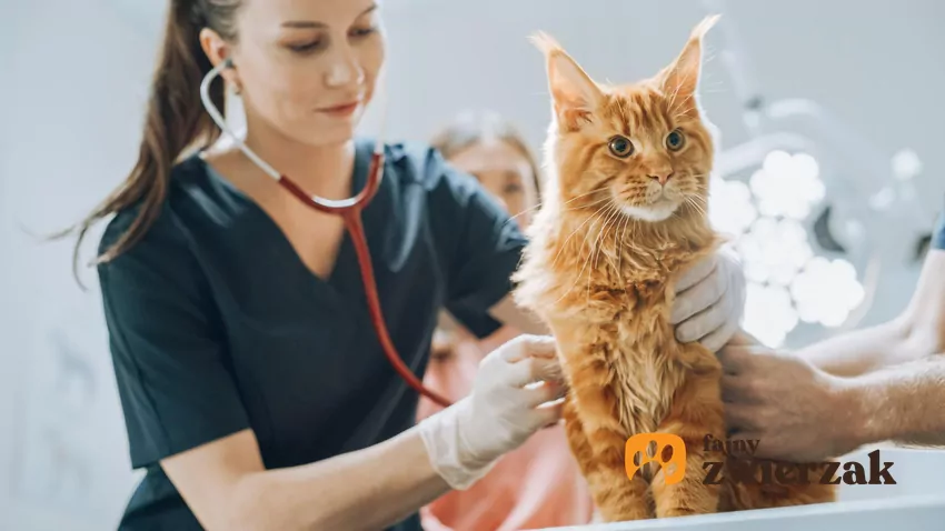 Kot u weterynarza