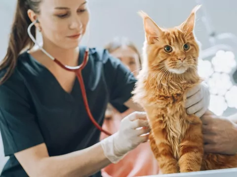 Czy kot naprawdę ma 9  żyć?