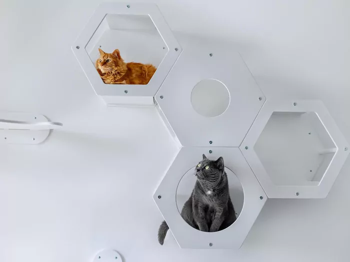 Czy kot naprawdę ma 9  żyć?