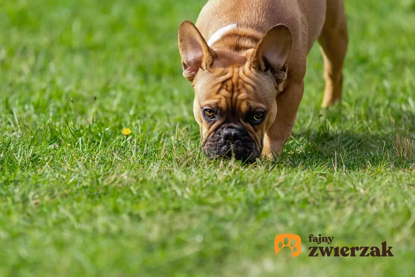 Buldożek węszy w trawie