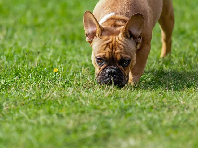 Dlaczego pies je trawę?