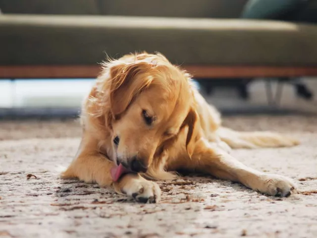 Dlaczego pies liże łapy po posiłku?