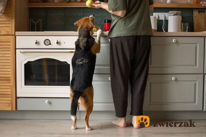 Kobieta z beaglem stoi w kuchni i przygotowuje posiłek