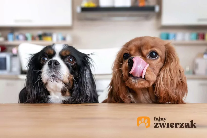 Dwa psy zaglądają na blat kuchenny