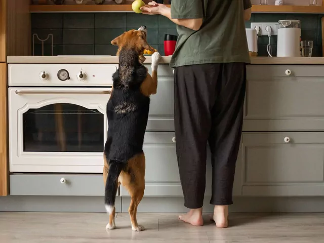 Dlaczego pies kładzie się w kuchni podczas gotowania?