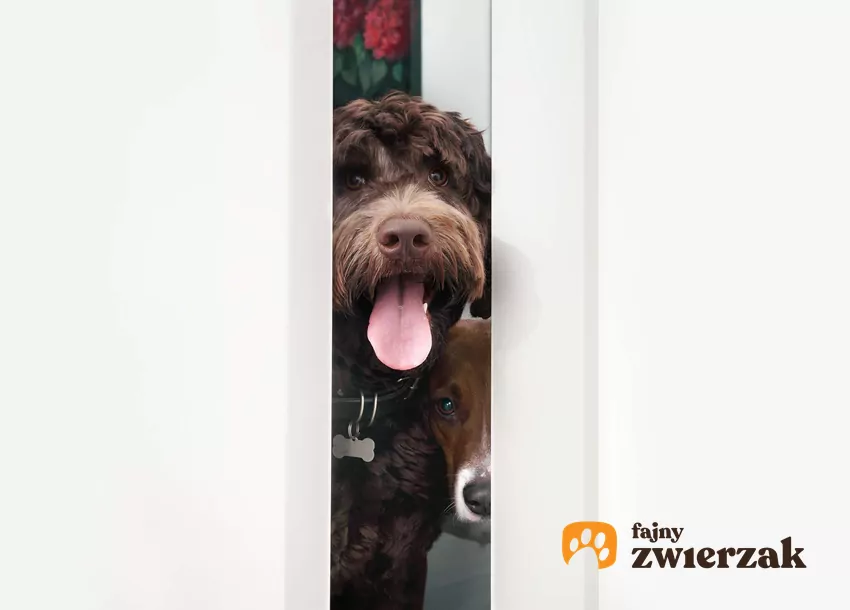 Pies zagląda przez drzwi