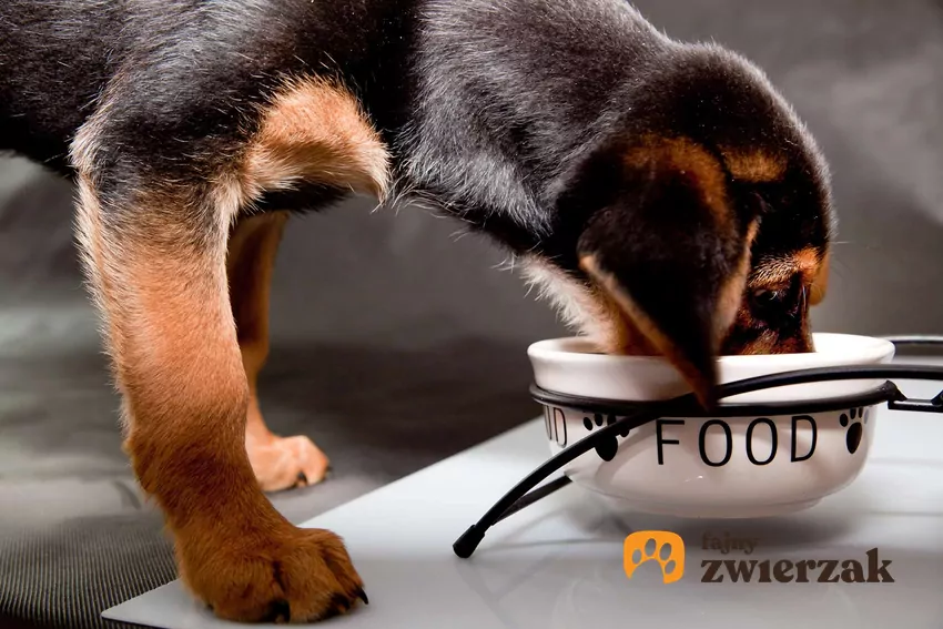 Szczeniak zjada karmę z miski