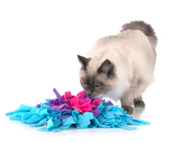 Gry umysłowe dla kota