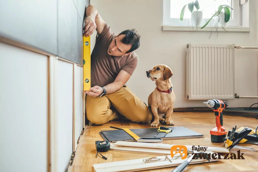 Pies patrzy na opiekuna trzymającego poziomicę