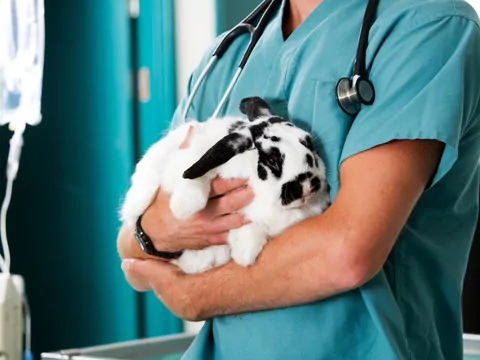 Kalendarz zdrowia królika