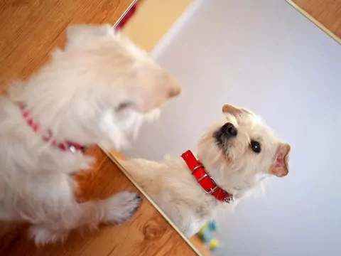 Czy pies widzi w lustrze przyjaciela?