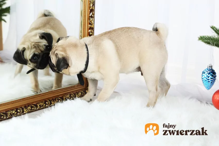 Mops stoi na przeciwko lustra