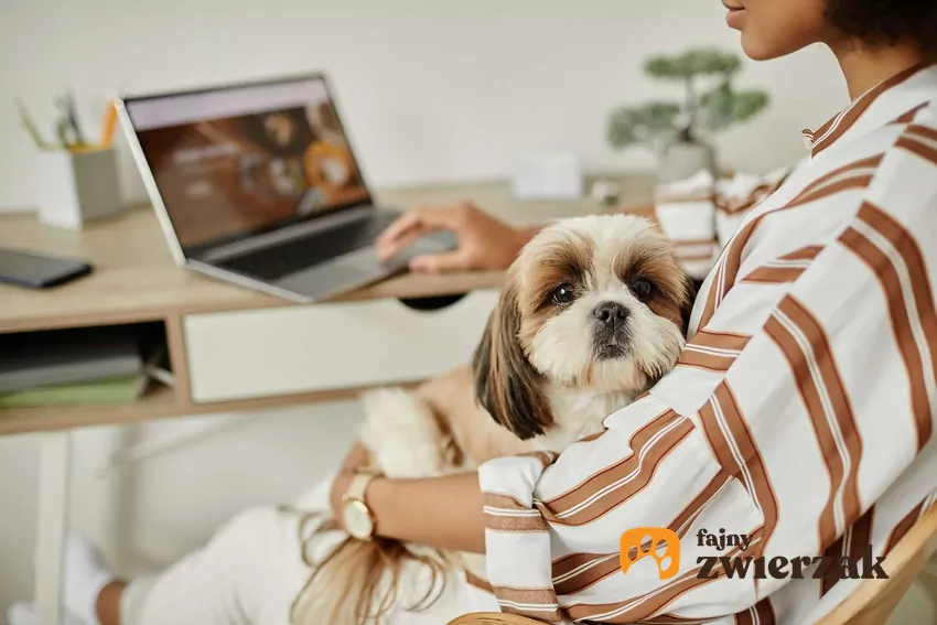 Kobieta trzyma psa na kolanach i korzysta z laptopa