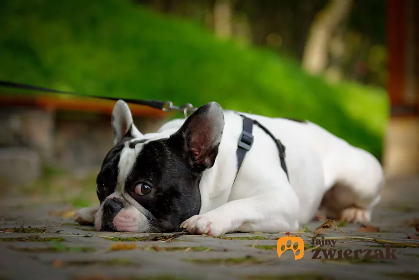 Zapięty w szelki buldog francuski leży na chodniku