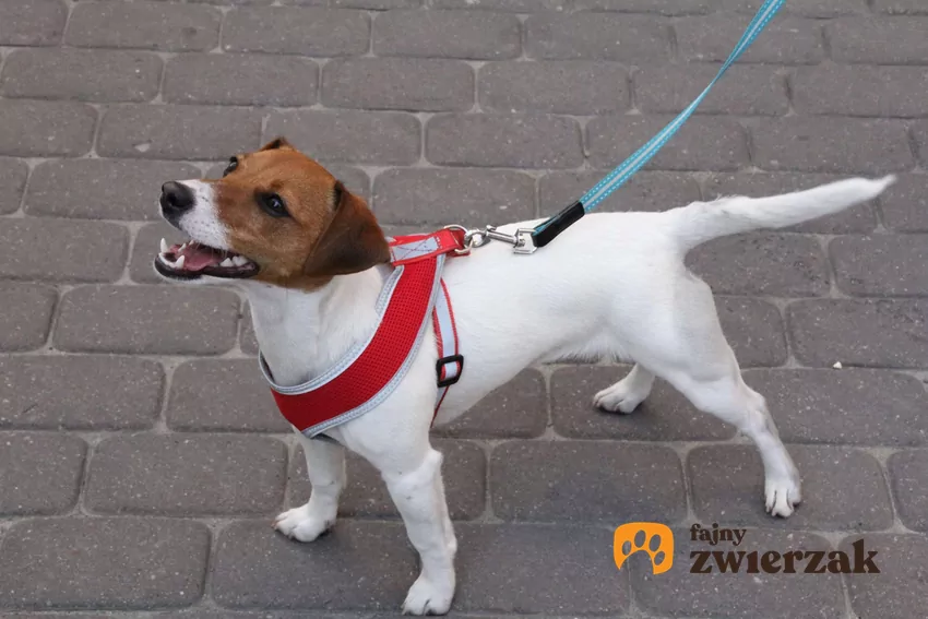 Pies na smyczy stoi z wyprostowanym ogonem