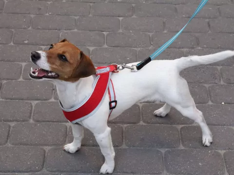 Dlaczego pies przestaje merdać na widok smyczy?