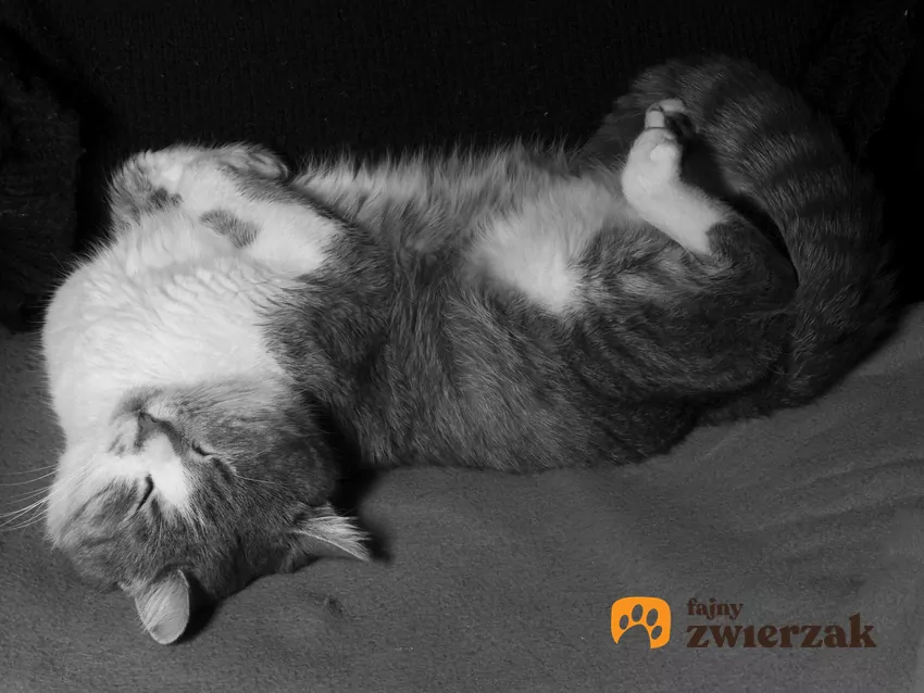 Kot pokazujący brzuch