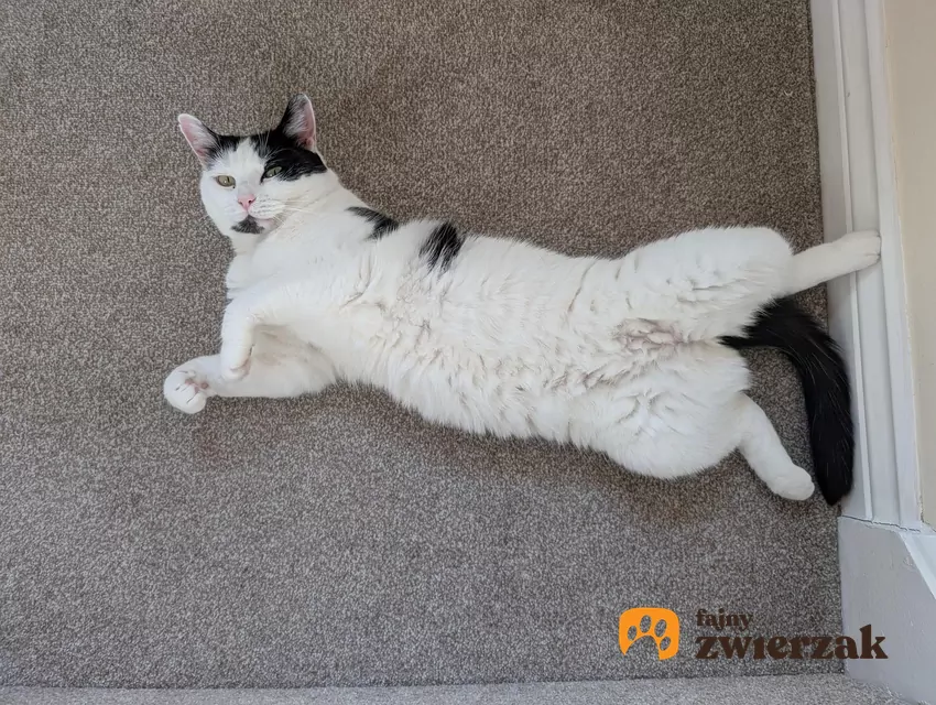 Kot leżący na plecach