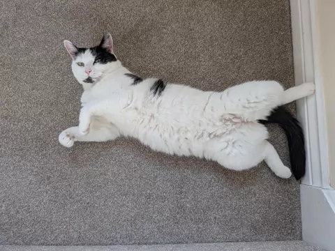 Dlaczego kot przewraca się u stóp?