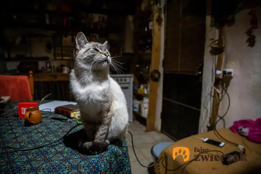 Kot siedzi na ładowarce