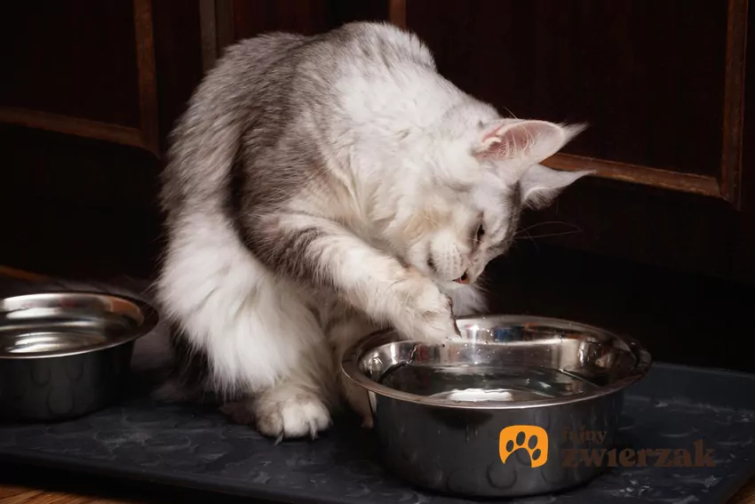 Woda, która reaguje na najlżejsze trącenie łapą, jest dla kota fascynującym obiektem eksperymentów Kot wkłada łapkę do miski z wodą