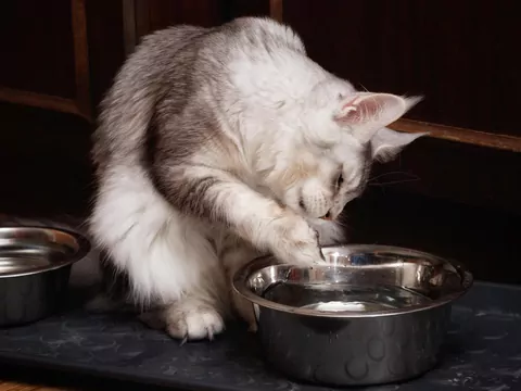 Dlaczego kot wywraca miseczkę z wodą?