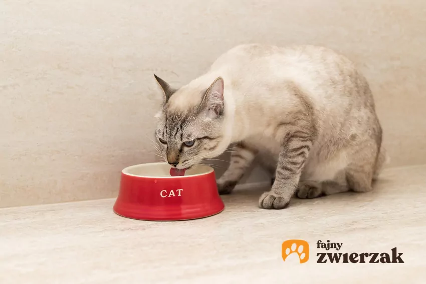Koty preferują szerokie, płytkie miski, które nie drażnią wibrysów Kot pije z miski