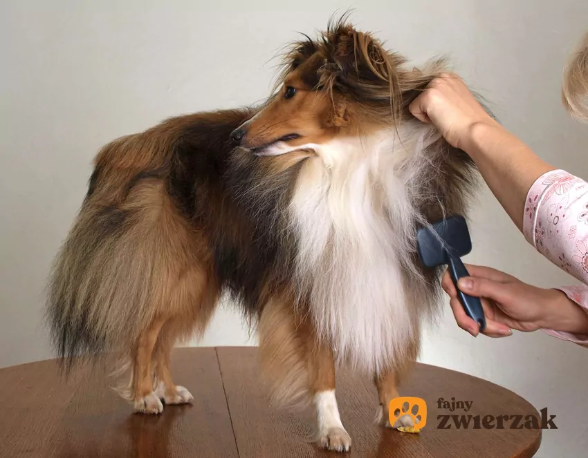 Większość psów nie lubi kąpieli i kuli ogon pod łapy Czesanie psa po kąpieli