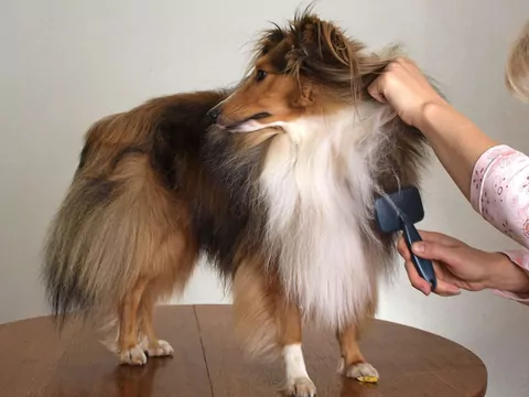 Dlaczego po kąpieli pies chowa ogon między nogi?