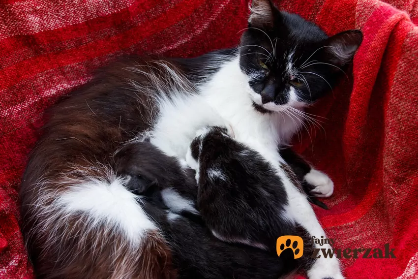 Kocięta ssą matkę